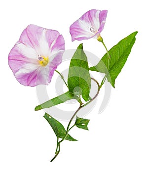 Bindweed (Convolvulus arvensis) pink flower photo