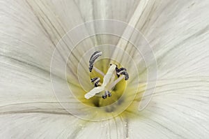 Bindweed - Convolvulus sp. Blooms on meadow, white flowers - pernicious weed of crops and landweeds.Selective focus. Close-up