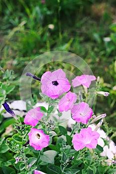 Bindweed, Convolvulus sp. flower, pernicious weed plant