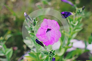 Bindweed, Convolvulus sp. flower, pernicious weed plant