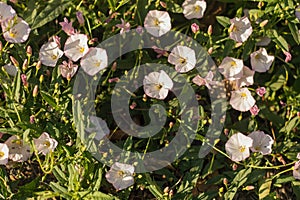 Bindweed field, pink, background, copy space