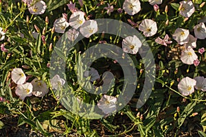 Bindweed field, pink, background, copy space