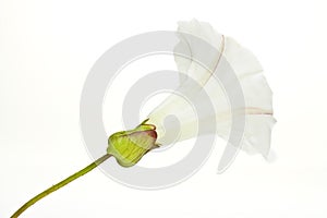 Bindweed Flower