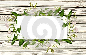 Bindweed flower and leaves in a frame on white wood