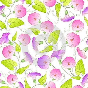 Bindweed flower seamless pattern. photo
