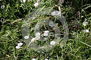 Bindweed flowers in the meadow