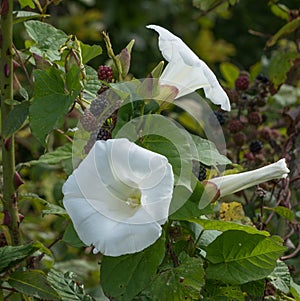 Bindweed flowers on a plant