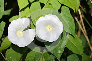 Bindweed flowers in summer