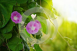 Bindweed Of Morning Glory. A climbing flower Lit by the morning sun photo