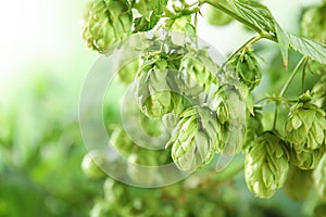 Bine with fresh green hops and space for text
