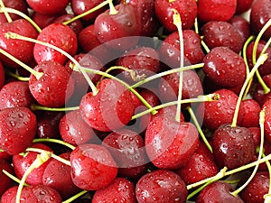 Bing Cherry