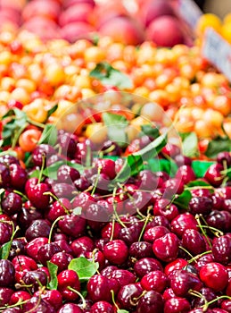 Bing and Ranier Cherries