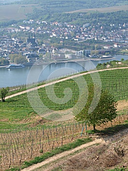 View of the town of Bingen with vineyards in the foreground, Upper Rhine Valley, Germany