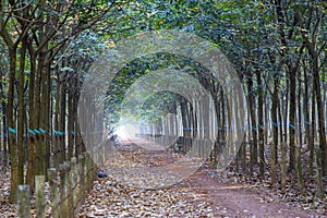 BINH DUONG, VIETNAM - FEB 01, 2019 - The rubber forest fail in autumn at Vietnam