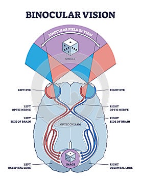 Binocular vision explanation with anatomical eye nerve path outline diagram