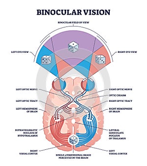 Binocular vision type with anatomical visual cortex pathway outline diagram