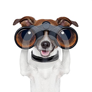Binoculars searching looking observing dog