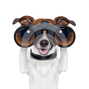 Binoculars searching looking observing dog photo