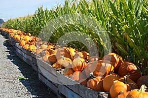 Pumpkins next to a corn field