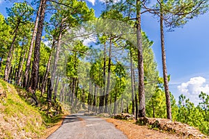 Binsar at Almora  Uttarakhand  India