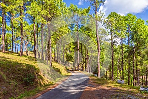 Binsar at Almora  Uttarakhand  India