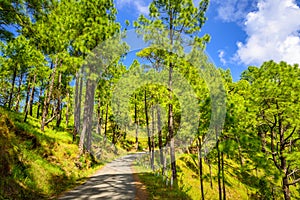 Binsar, Kumaon