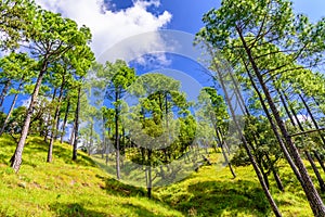 Binsar, Uttarakhand