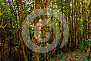 Binsar, Uttarakhand, India