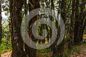 Binsar, Uttarakhand, India