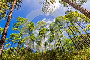 Binsar wildlife sanctuary, Uttarakhand