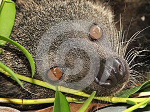 Binturong
