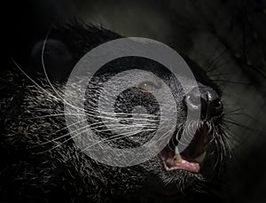 Binturong Face