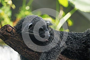 The binturong, also known as bearcat, is a viverrid native to South and Southeast Asia.similar species to Asian palm civet, also