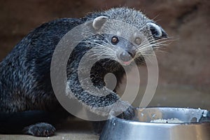 Binturong Arctictis binturong