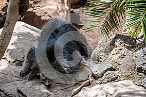 Binturong (Arctictis binturong) asleep