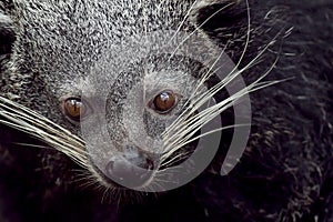 Binturong, bear cat