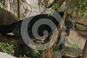 Binturong Bear Cat sleeping in a tree