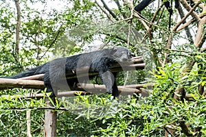 Binturong bear sleeping on tree branches with green leaves background. Black Bearcat on tree trunk. ( Arctictis binturong