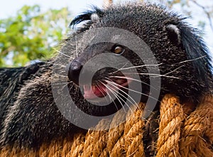Binturong, Bearcat