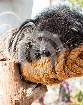 Binturong, Bearcat