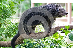 Binturong or Bearcat on tree branch