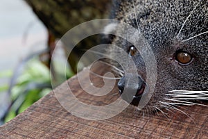 Binturong face