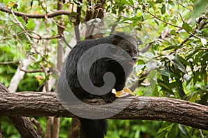 Binturong feeding on a banana