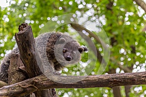 Binturong or philipino bearcat looking curiously from the tree, Palawan