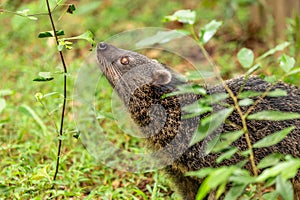 Binturong or philipino bearcat smelling the plant in the forest, Palawan