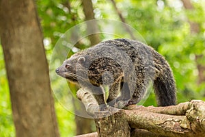 Binturong or philipino bearcat walking on the trees, Palawan