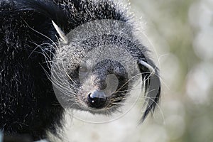 Binturong or Bearcat
