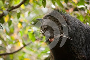 Binturong showing it's teeth