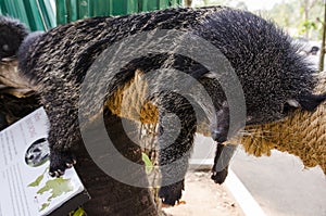 Binturong sleep on a tree