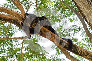 Binturong sleeping on tree branch